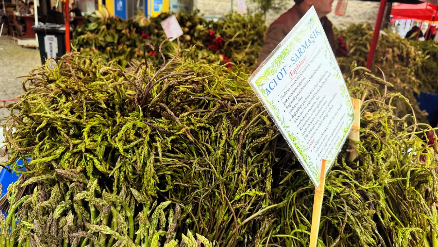 Bodrum’da 7. Acı Ot Festivali Başladı