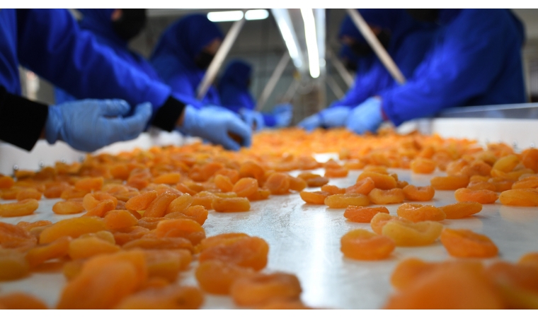 Malatya’dan Martta 20 Milyon Dolarlık Kayısı İhracatı