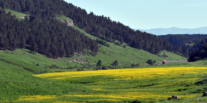Sarıkamış’ta Kar ve Bahar Renkleri Bir Arada Görüntülendi