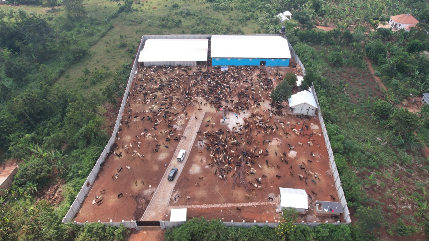 TDV Uganda’da 51 binin üzerinde kurban hissesi dağıttı