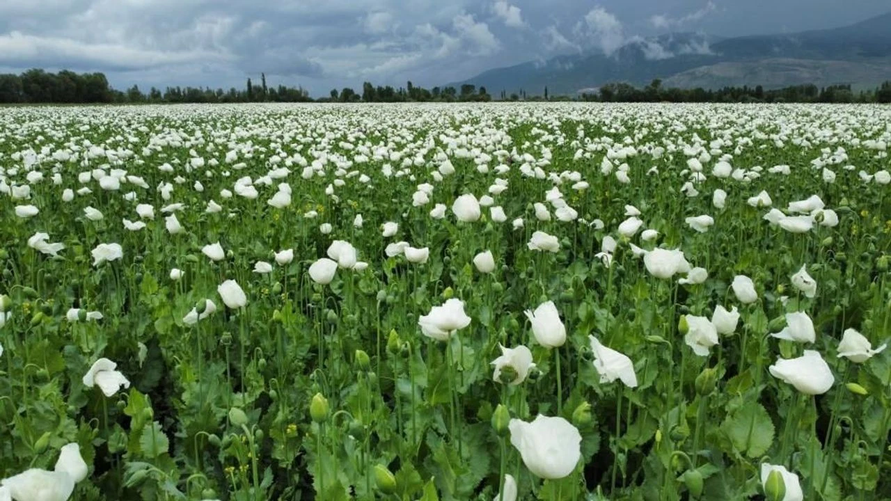 Burdur'da Açan Haşhaş Tarlaları Fotoğraf Tutkunlarının İlgi Odağı Oldu